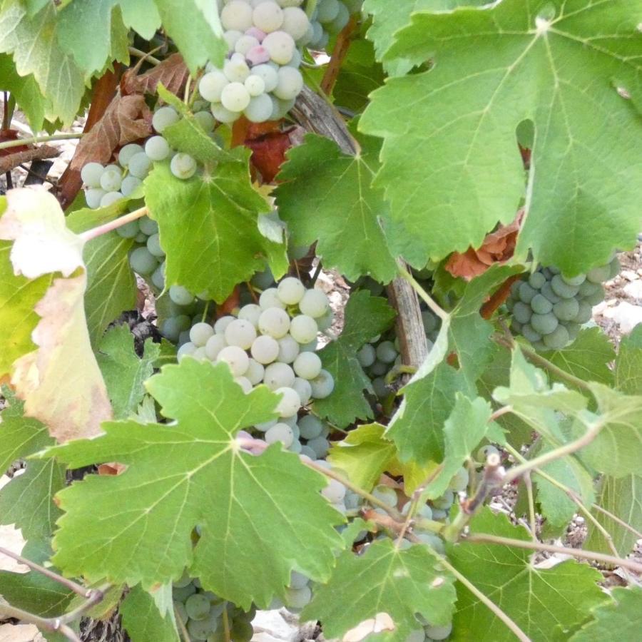 Le Logis St Pere Villa Sancerre Bagian luar foto